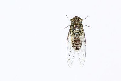 Close-up of fly on white background