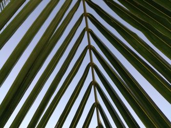 Low angle view of palm trees