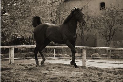 Horse running in ranch