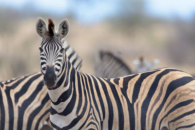 Portrait of zebra