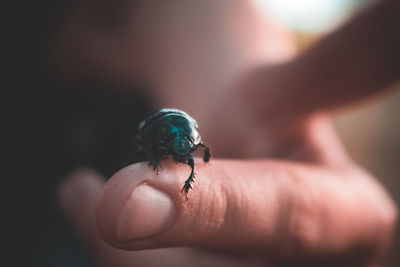 Close-up of insect on hand