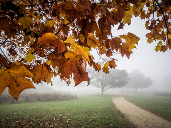 Autumn leaves on field