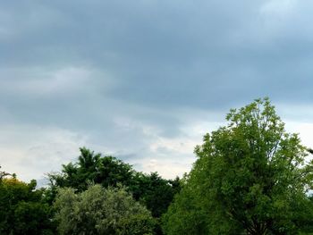 Low angle view of trees against sky