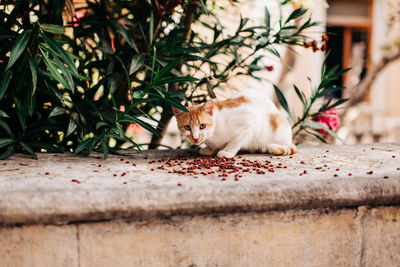 Cat resting on a plant