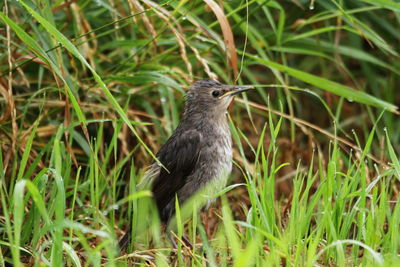 Close-up of bird perching on grass