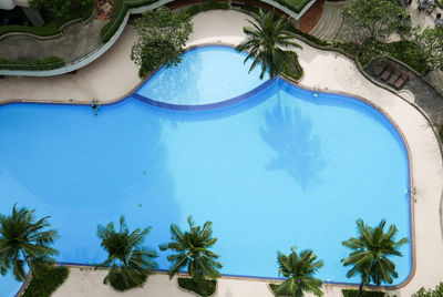 Palm trees by swimming pool