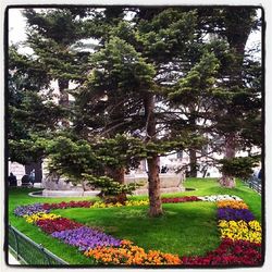 Flowers blooming in park