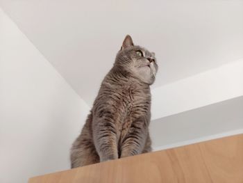 Cat sitting on wall at home