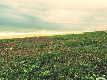 Scenic view of beach against cloudy sky