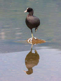 Bird perching on a lake