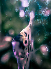 Close-up of fish swimming in sea