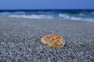 Close-up of shells on sand at beach against sky