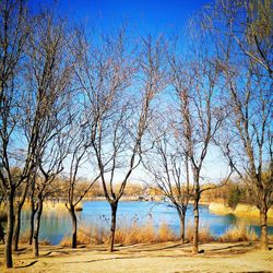 Bare trees by lake against clear blue sky