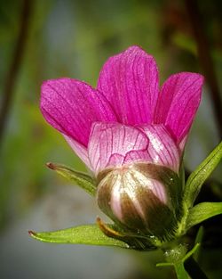 Close-up of pink flower