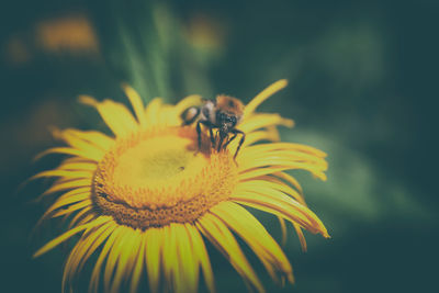 Close-up of insect on yellow flower