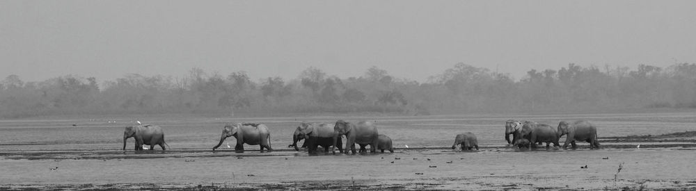 Horses grazing on field