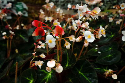 Close-up of white flowering plants