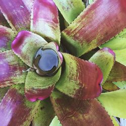 Close-up of prickly pear cactus