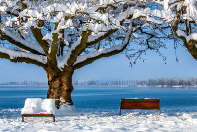 View of tree by sea during winter