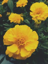 Macro shot of yellow flower