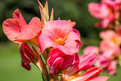 Close-up of pink flowering plant