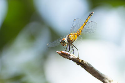 Close-up of dragonfly on twig