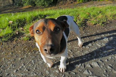 High angle portrait of dog