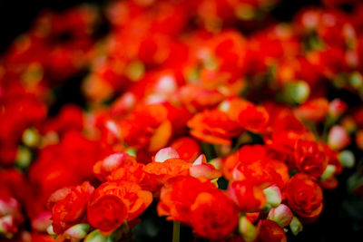 Close-up of red flowering plants