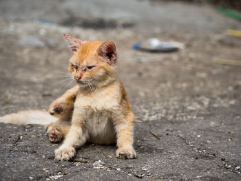 Cat sitting on road