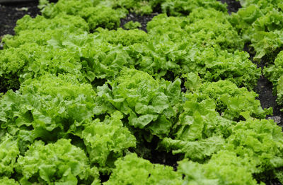 Lettuce cultivation and salad growing in agricultural production of food