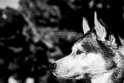 Close-up of dog looking away