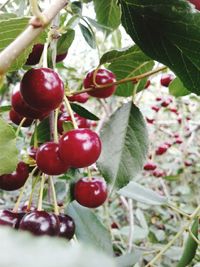 Close-up of cherries growing on tree