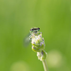 Close-up of insect on flower