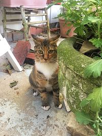 Portrait of cat sitting outdoors