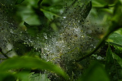 Close-up of wet spider on plant