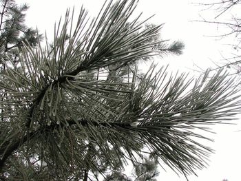 Low angle view of tree against sky