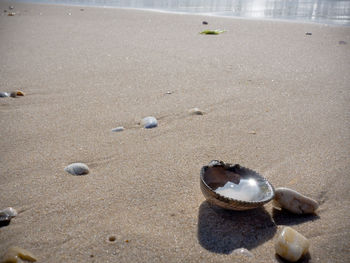 High angle view of shell on beach