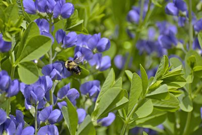 Bee pollinating on purple flowering plants