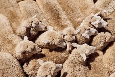 High angle view of sheep