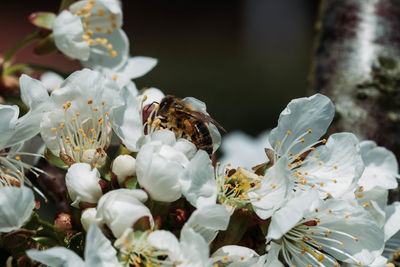 Close-up of bee pollinating flower