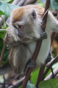 Close-up of monky on branch