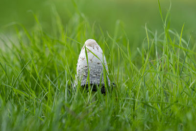 Close-up of a bird on grass