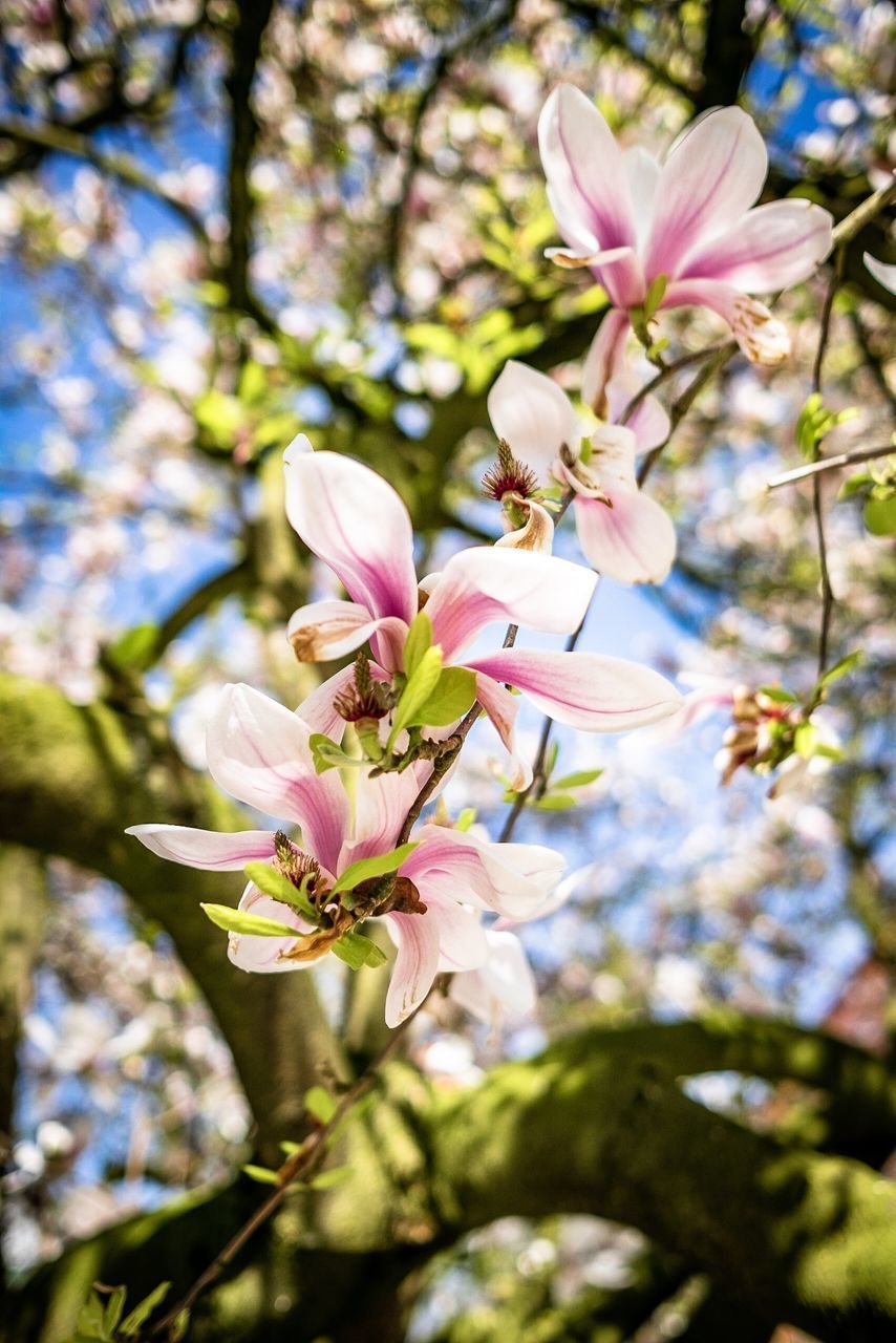 CLOSE-UP OF CHERRY BLOSSOMS IN SPRING