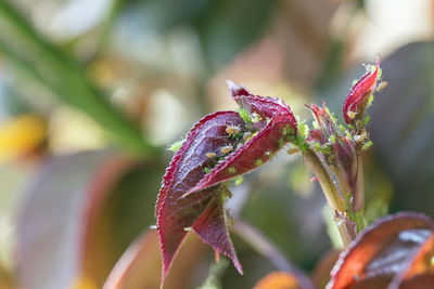 Close-up of red flowering plant