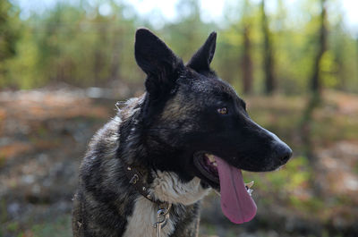 Close-up of dog looking away