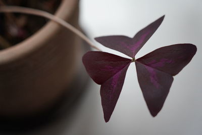 Close-up of purple flower on table