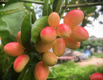 Close-up of fruits on tree