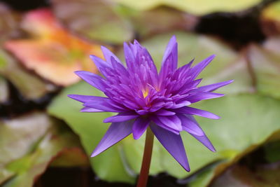 Close-up of purple flowering plant