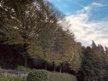 Low angle view of trees on field against sky