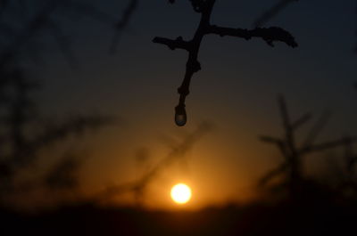 Close-up of silhouette plants against sky during sunset